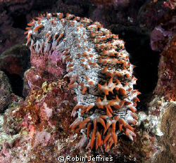 Prickly Sea Cucumber. This sand gobler offered an unusual... by Robin Jeffries 